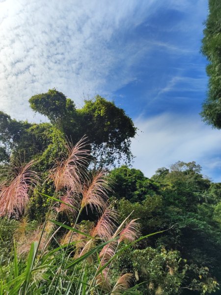 苗栗獅潭鳴鳳古道2929605