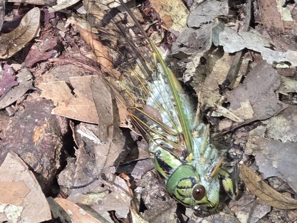 水雲三星～上島山（鳥嘴山）2931255