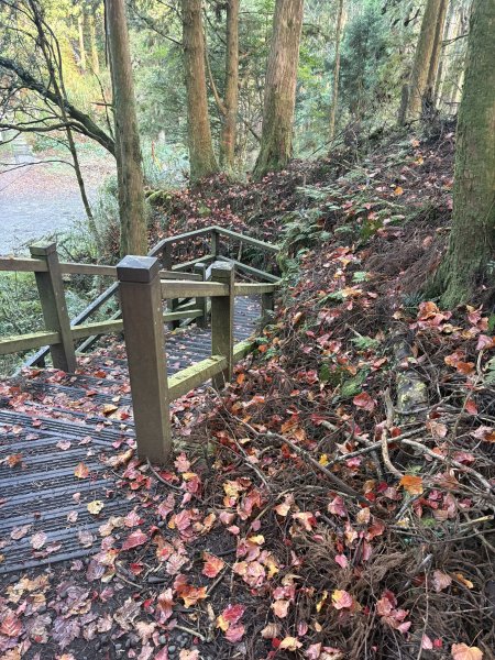 20251225塔山步道(大塔山)2970324