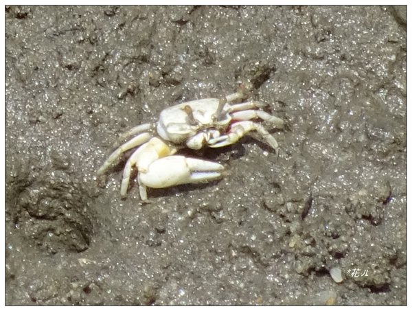 新豐紅樹林木棧步道2707057