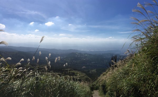 七星山主峰小白岳這個時節欣賞芒花季445493