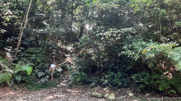 《台中》虎頭蜂巢｜大坑5號登頭嵙山黑松亭（聖普宮）202508092855072