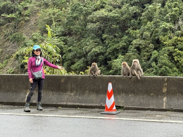 登仙橋賞猴2704790