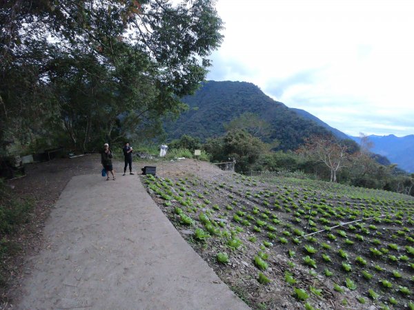 栗松 ‧ 大石鼻。牛山浪花蟹 520016