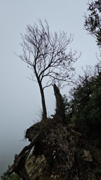 谷關七雄初體驗東卯山+屋我尾稜線2604785