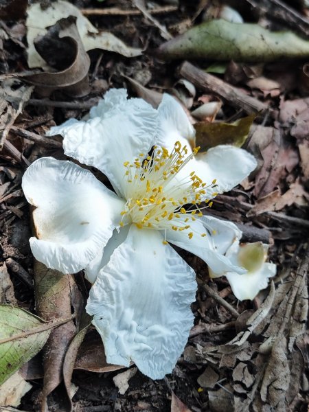 三峽白雞三山2963364