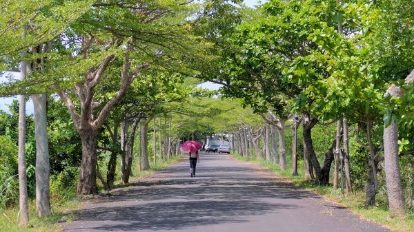 頭城綠色隧道,八角瞭望台2549378