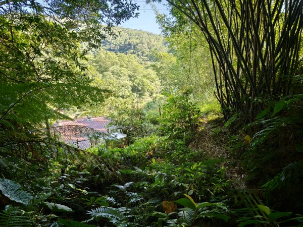 [淡蘭古道] 2026_0614 南路第二段_倒照湖山步道3096910
