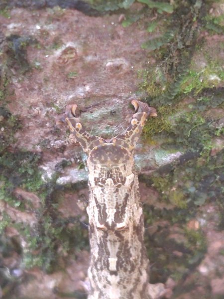關頭山 舊武界越山 巴蘭山2892111
