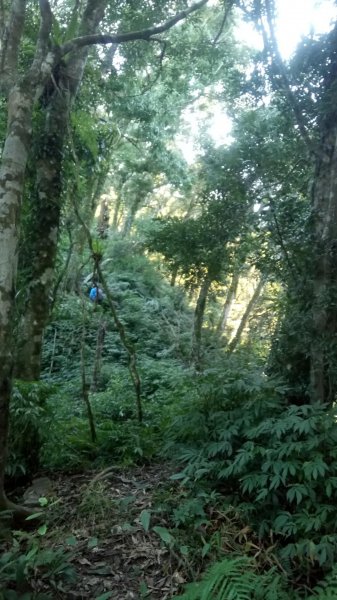 神代山，西北峰，神代神木，神代池O型走472554