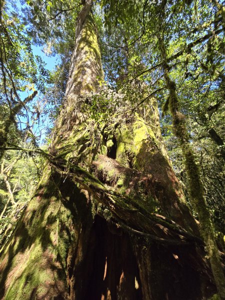 郡大林道19k之郡大神木群二刷～雲海滿出來～2451894