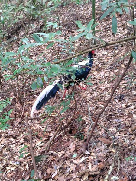長壽山、肥崠山、醜崠山、大崠山、大崠山經建版2931610