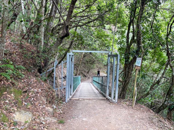 司馬庫斯巨木群登山步道2862139