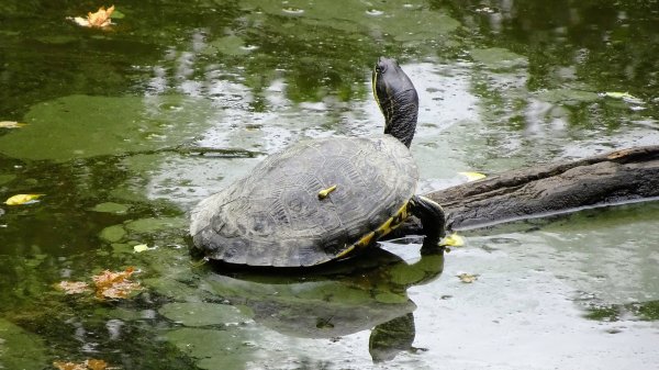 關渡自然鳥公園2322955