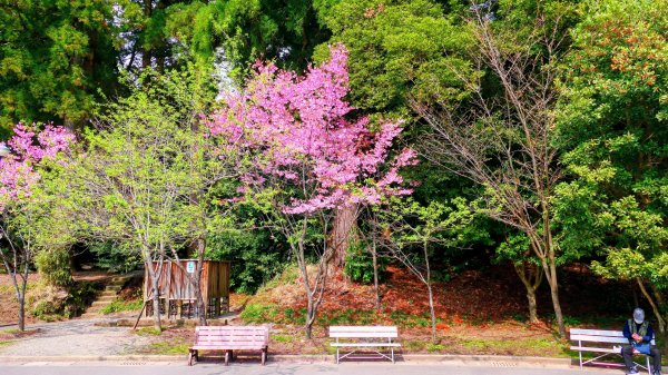 鹿兒島霧島神宮,神水峽3028239