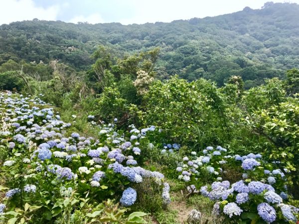 20170610占山&觀音山206245