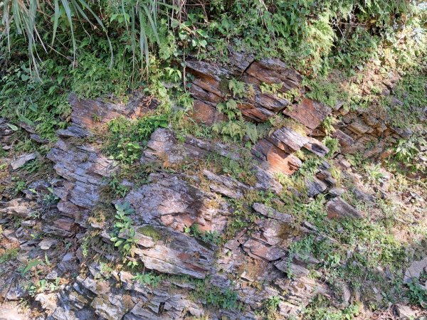 宜蘭七星嶺，松羅，見晴懷古步道3136183