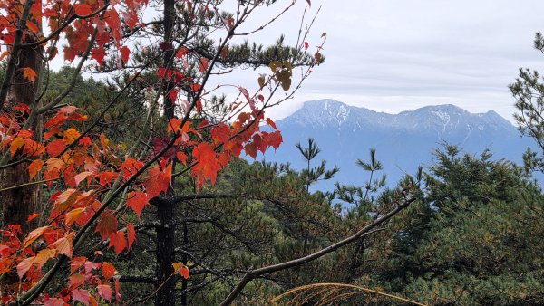 環繞在楓紅巨木和滿山翠綠的鞍馬山及大雪山小神木森林步道的悠哉山行記2996751