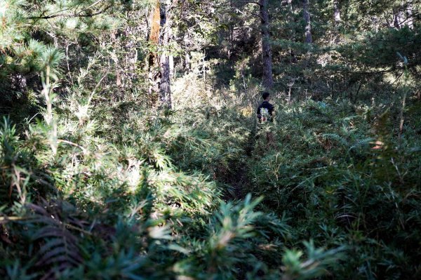 志佳陽大山2906135