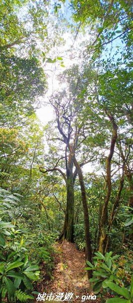 【桃園大溪】大小攀爬不斷。 小百岳集起來。 編號21小百岳-桃園金面山步道1679718