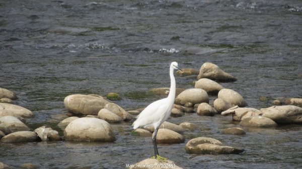 《台中》冬日暖陽｜筏子溪門戶迎賓水岸廊道健行賞鳥202601182983622