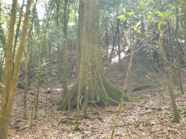 永安山、百志興保山1679595