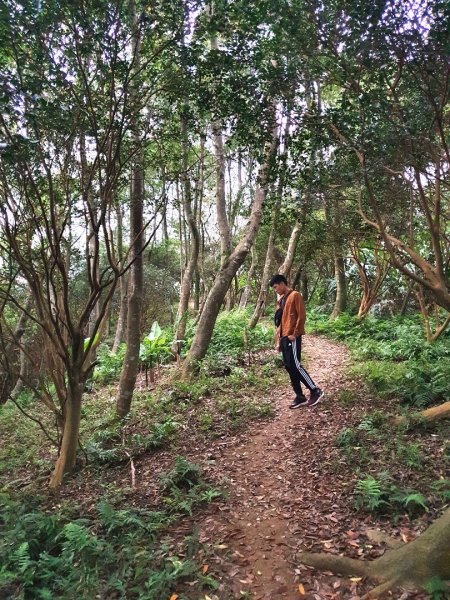 土城天上山，大暖尖山，猴洞，清水石門山，桐花公園，賞螢步道，承天禪寺，桃園福源山1645621