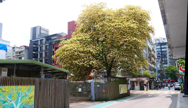 加羅林魚木,松菸文創園區3038142