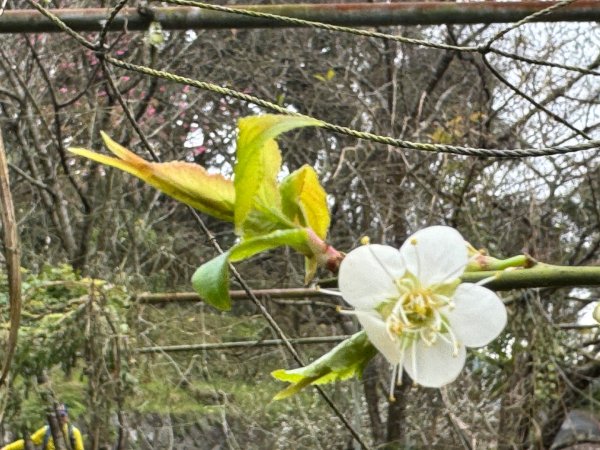 登峰古圳訪高頂山 北五指山 出荷蘭古道 快閃聖人瀑布2983702