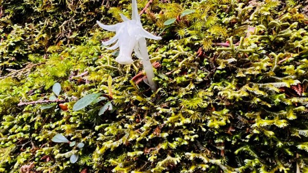 🌈4/13（日）（三）魔法森林-塔曼山~FB：熊熊趴爬走🌈2761296