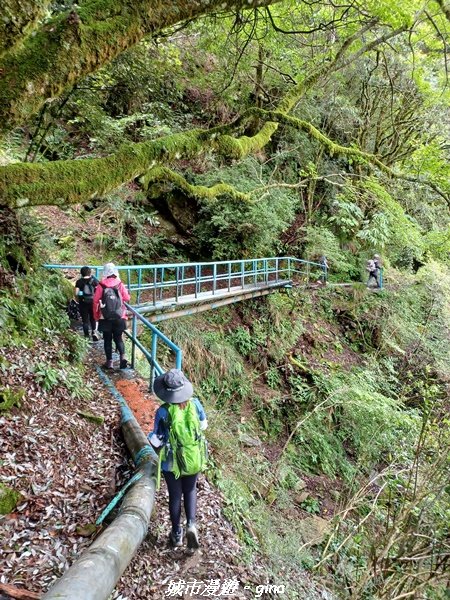 【嘉義縣阿里山鄉】避暑山林芬多精。 石山引水道步道、鹿林前山瀑布2280185