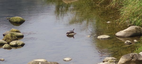 獅潭觀魚步道+潭老街-2026/03/293026420