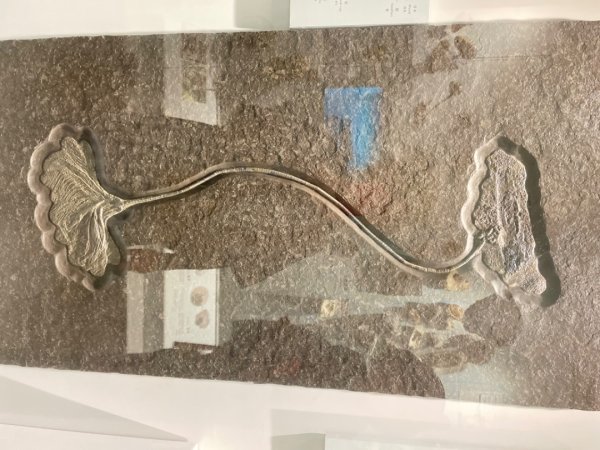 雨天備案💙 台灣博物館的古生代館-台大動植物館免費參觀-北投♨️季2799002