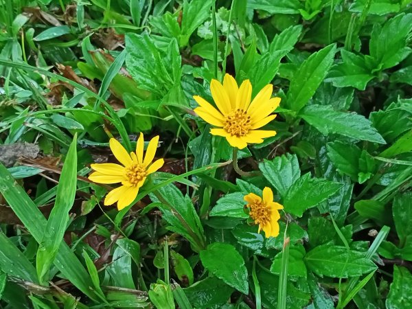 基隆河右岸尋花問草2091140