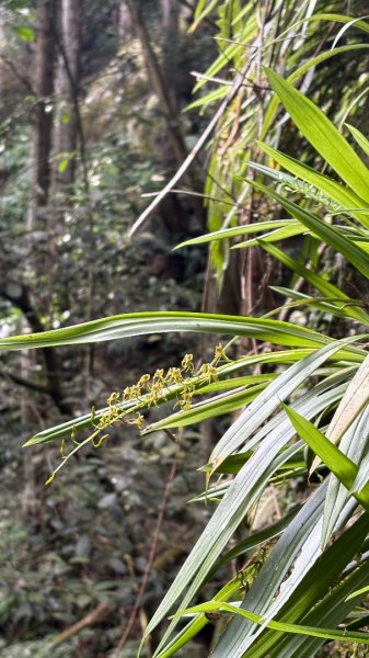 鵝黃色的優雅2960196