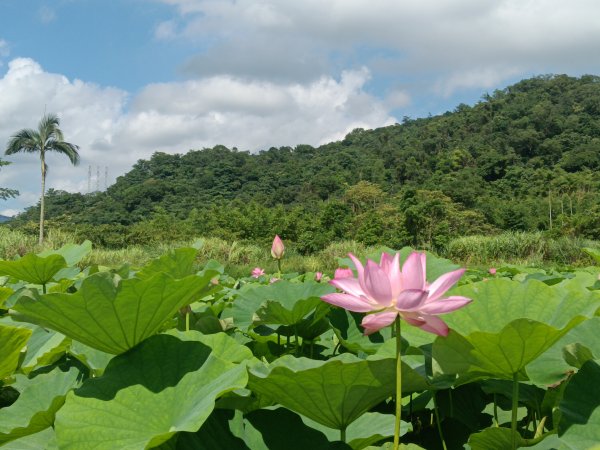 雙溪區彎穹夏日荷影2806537