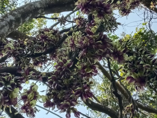 王公坑山血藤花2746254