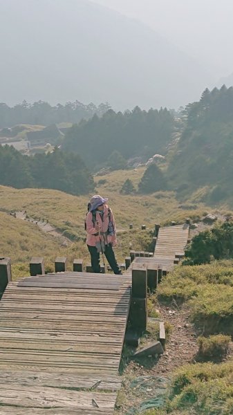 合歡東峰、小奇萊賞玉山杜鵑2542807