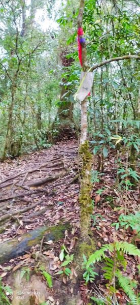 金柑樹山、杉林溪-看巨木、看竹林，賞牡丹1356152