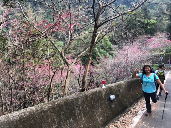 八仙山國家森林遊樂區527104