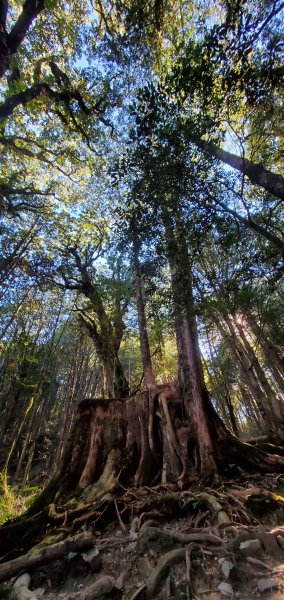 谷關七雄老大-八仙山 聖誕節大台中APP完登谷關七雄第二輪1972074