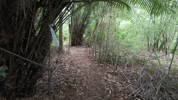 20250607 新竹竹東三山(樹杞林山 - 新具庄山 - 員崠子山)  O型2808885