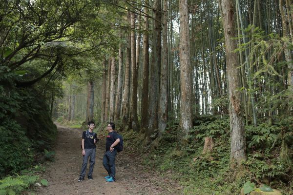 北得拉曼：巨木步道173379