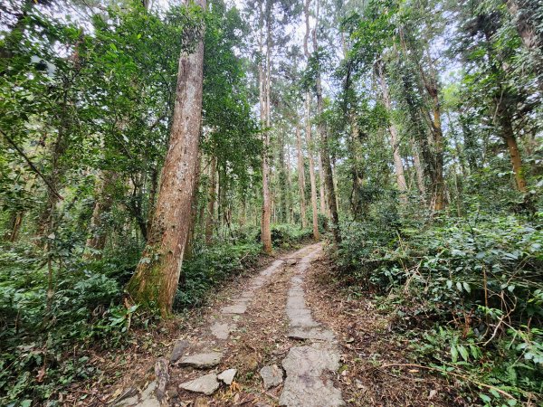 20251228溪頭山龍鳳山嶺頭山O型2992367