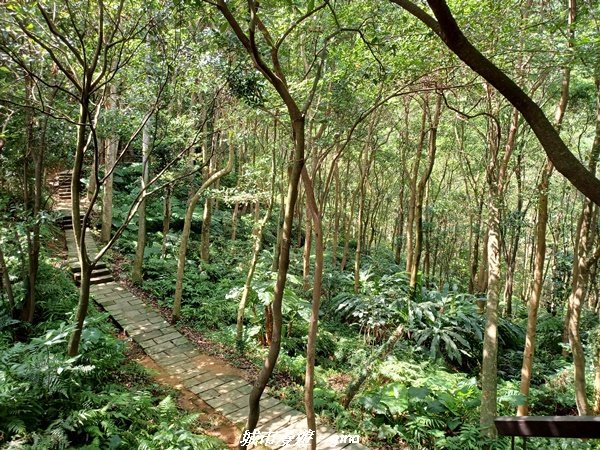 【台北信義】搭捷運爬山趣。 小百岳集起來。編號13小百岳-南港山步道1755562