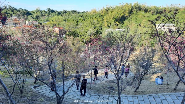 《彰化》桃李櫻美｜花壇虎山巖步道x大嶺巷富士櫻202503012723661