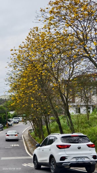 #中山樓 #陽明公園 #十八份 #吉野櫻 #墨染櫻（花葉同開） #山海觀馬場 #黃花風鈴木3011433