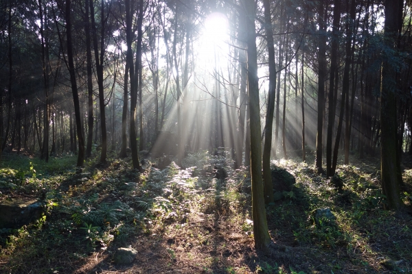 金龍山雲隙光92168