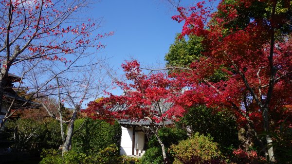 日本京都嵐山651986