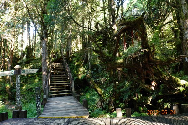 宜蘭 大同 太平山森林遊樂區 檜木原始林步道1743658